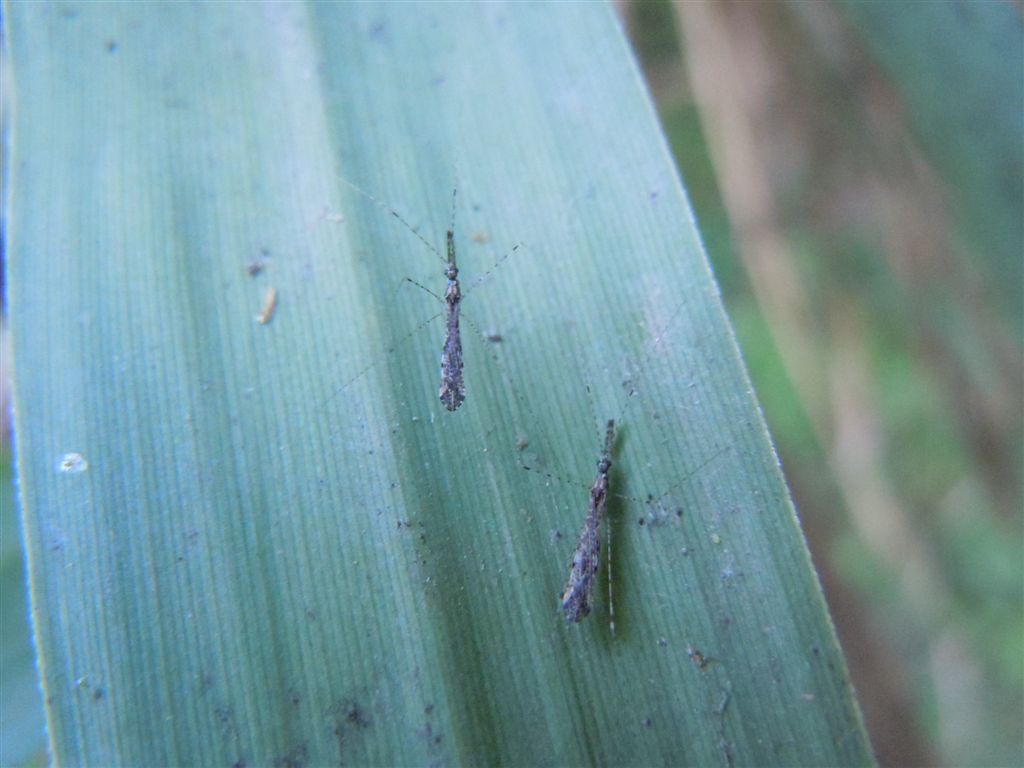 Reduviidae: Empicoris cf mediterraneus della Campania (NA)